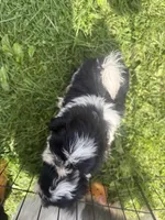 Panda, a female Shih Tzu for sale in Glennie, MI – 3 of 3