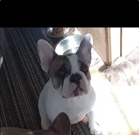 Clover, a female French Bulldog for sale in Glennie, MI – Photo 2 of 2