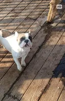 Clover, a female French Bulldog for sale in Glennie, MI – Photo 1 of 2