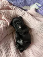 Skye, a female Brussels Griffon for sale in Glennie, MI – 4 of 5
