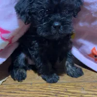 Itty Bitty SweetPea, a female Brussels Griffon for sale in Swartz Creek, MI – Photo 3 of 6