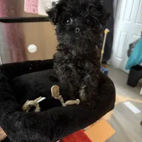 Itty Bitty SweetPea, a female Brussels Griffon for sale in Swartz Creek, MI – Photo 1 of 6