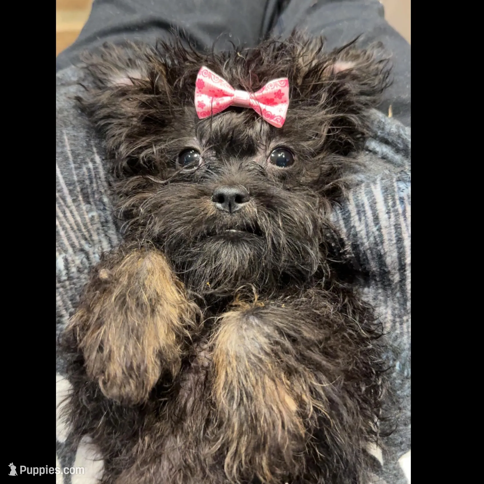 Itty Bitty SweetPea – Yorkipoo, Brussels Griffon puppy for sale in Swartz Creek, MI