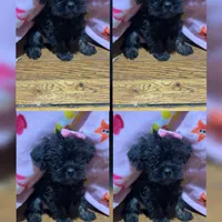 Itty Bitty SweetPea, a female Brussels Griffon for sale in Swartz Creek, MI – Photo 6 of 6