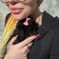 Itty Bitty SweetPea, a female Brussels Griffon for sale in Swartz Creek, MI – Photo 5 of 6