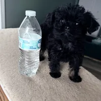 Itty Bitty SweetPea, a female Brussels Griffon for sale in Swartz Creek, MI – Photo 2 of 6