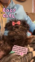 Itty Bitty SweetPea, a female Yorkipoo and Brussels Griffon for sale in Swartz Creek, MI – Photo 2 of 7