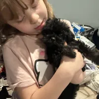 Itty Bitty SweetPea, a female Brussels Griffon for sale in Swartz Creek, MI – Photo 4 of 6