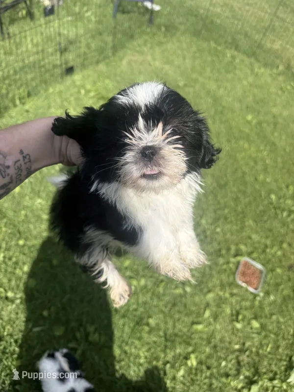 Panda – Shih Tzu puppy for sale in Glennie, MI