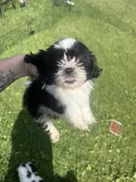 Panda, a female Shih Tzu for sale in Glennie, MI – 1 of 3