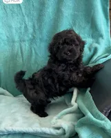 Cooper, a male Shihpoo for sale in Clearwater, FL – Photo 2 of 3