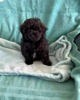 Cooper, a male Shihpoo for sale in Clearwater, FL – Photo 3 of 3