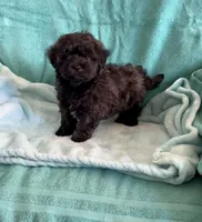 Cooper, a male Shihpoo for sale in Clearwater, FL – Photo 1 of 3
