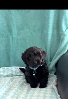Dino, a male Yorkipoo for sale in Clearwater, FL – 3 of 3