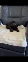 AJ, a male Yorkipoo for sale in Clearwater, FL – 2 of 2