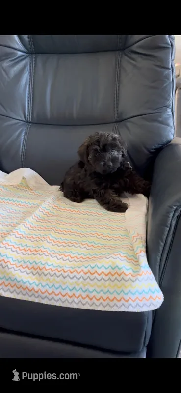 Bengi – Yorkipoo puppy for sale in Clearwater, FL