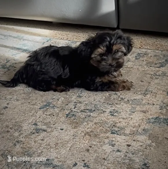 Milo – Shorkie puppy for sale in Clearwater, FL