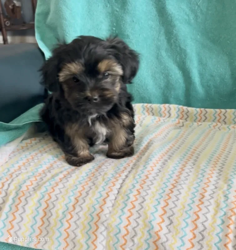 Milo, a male Shorkie for sale in Clearwater, FL – 1 of 3