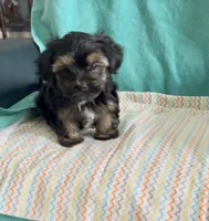 Milo, a male Shorkie for sale in Clearwater, FL – 1 of 3