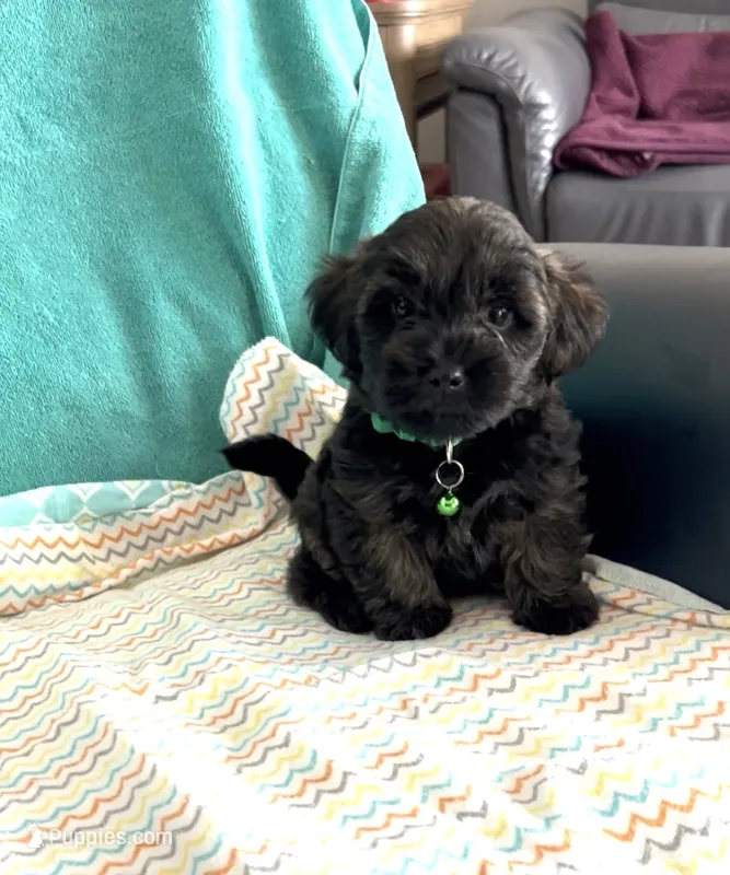 Bengi – Yorkipoo puppy for sale in Clearwater, FL