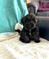 Bengi, a male Yorkipoo for sale in Clearwater, FL – 1 of 4