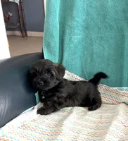 Bengi, a male Yorkipoo for sale in Clearwater, FL – 4 of 4