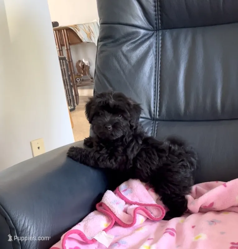 Daisy – Yorkipoo puppy for sale in Clearwater, FL