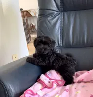 Daisy, a female Yorkipoo for sale in Clearwater, FL – 1 of 3