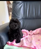 Daisy, a female Yorkipoo for sale in Clearwater, FL – 2 of 3