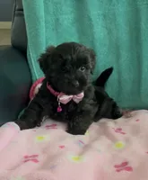 Bella, a female Yorkipoo for sale in Clearwater, FL – 4 of 5