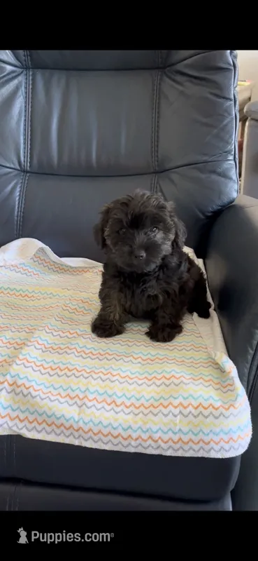 AJ – Yorkipoo puppy for sale in Clearwater, FL