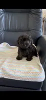 AJ, a male Yorkipoo for sale in Clearwater, FL – 1 of 2