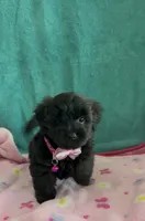 Bella, a female Yorkipoo for sale in Clearwater, FL – 3 of 5