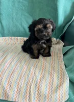 Milo, a male Shorkie for sale in Clearwater, FL – 3 of 3