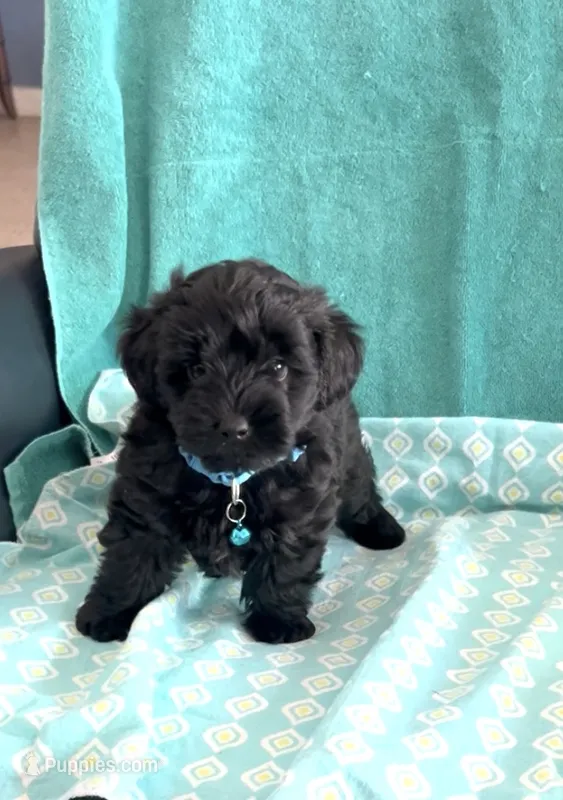 Dino – Yorkipoo puppy for sale in Clearwater, FL