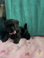 Bella, a female Yorkipoo for sale in Clearwater, FL – 5 of 5