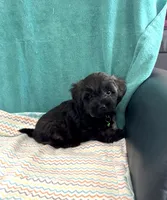Bengi, a male Yorkipoo for sale in Clearwater, FL – 3 of 4