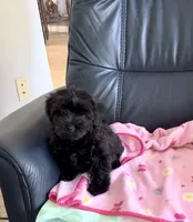 Daisy, a female Yorkipoo for sale in Clearwater, FL – 3 of 3