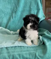 Oreo, a male Shihpoo for sale in Clearwater, FL – Photo 2 of 3