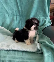 Oreo, a male Shihpoo for sale in Clearwater, FL – Photo 3 of 3