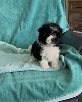Oreo, a male Shihpoo for sale in Clearwater, FL – Photo 1 of 3