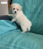 Bentley, a male Shihpoo for sale in Clearwater, FL – Photo 2 of 3