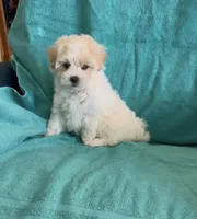 Bentley, a male Shihpoo for sale in Clearwater, FL – Photo 3 of 3