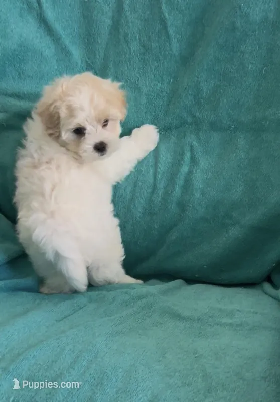 Bentley – Shihpoo puppy for sale in Clearwater, FL