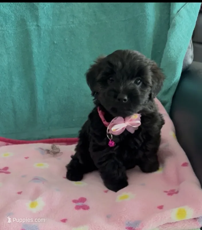 Bella – Yorkipoo puppy for sale in Clearwater, FL