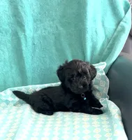 Dino, a male Yorkipoo for sale in Clearwater, FL – 2 of 3