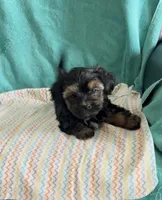 Milo, a male Shorkie for sale in Clearwater, FL – 2 of 3