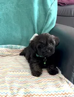 Bengi, a male Yorkipoo for sale in Clearwater, FL – 2 of 4