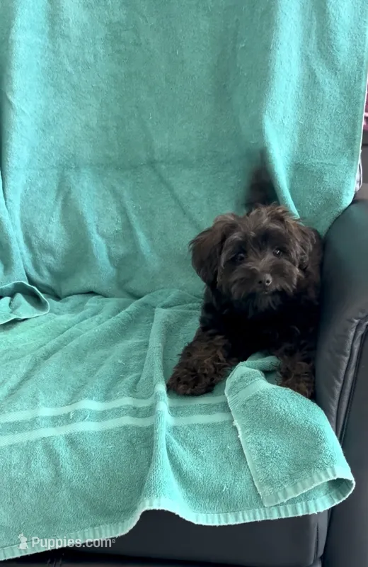 AJ – Yorkipoo puppy for sale in Clearwater, FL