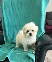 Teddy, a male Shihpoo for sale in Clearwater, FL – Photo 2 of 3